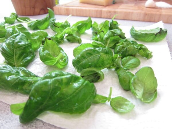 Dry fresh basil leaves