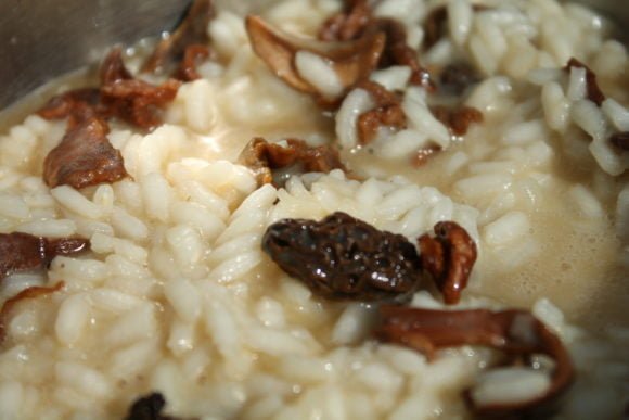 wild mushroom risotto
