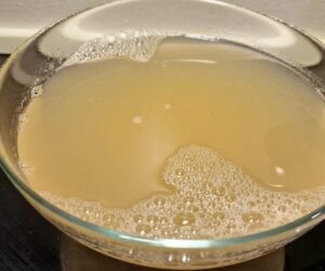 Shrimp Stock