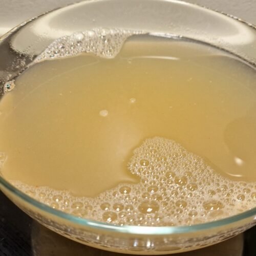 Shrimp Stock