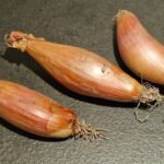 Shallots Shallots