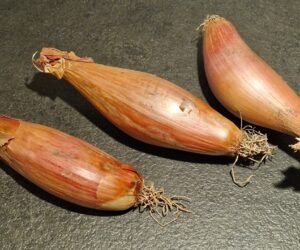 Shallots