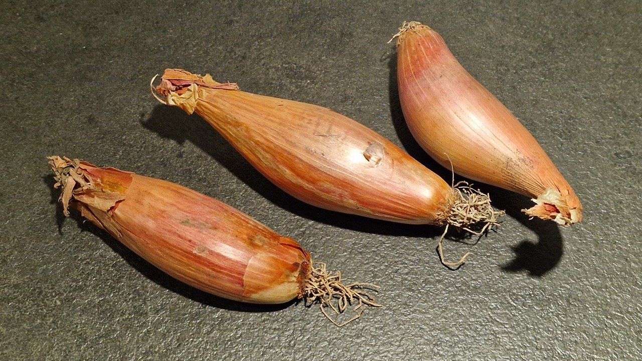 Shallots